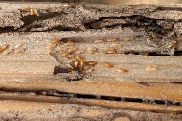 Best Emergency Pest Control  in Collinsville, MS