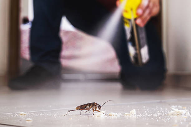 Best Rat Extermination Near Me  in Collinsville, MS